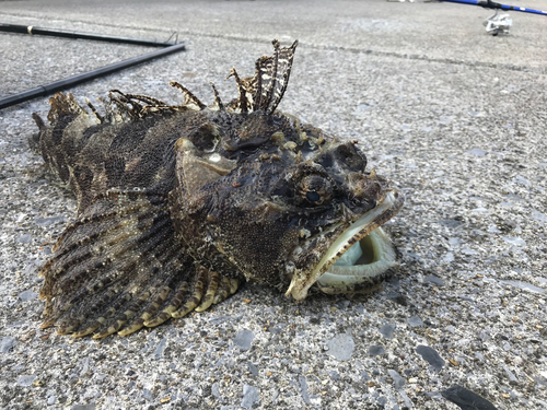 カジカの釣果