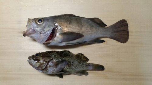 シロメバルの釣果