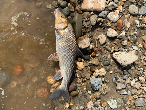 ニゴイの釣果