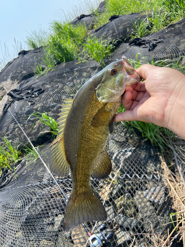 スモールマウスバスの釣果