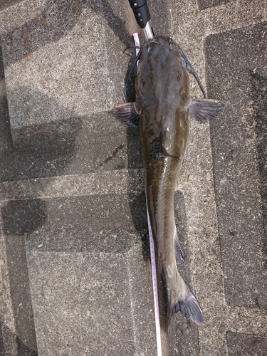 アメリカナマズの釣果