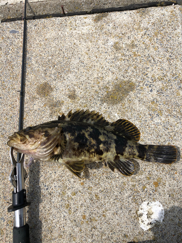 タケノコメバルの釣果