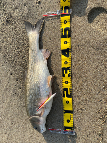 マルタウグイの釣果