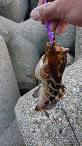 タケノコメバルの釣果