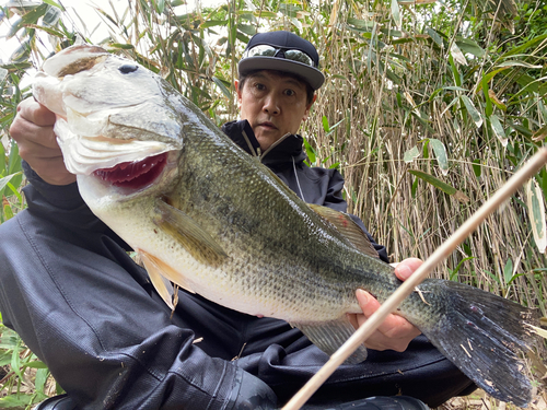 ブラックバスの釣果