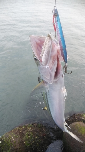 サゴシの釣果