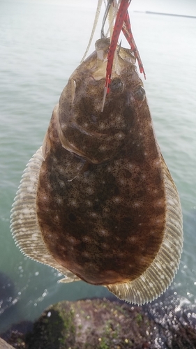 ヒラメの釣果