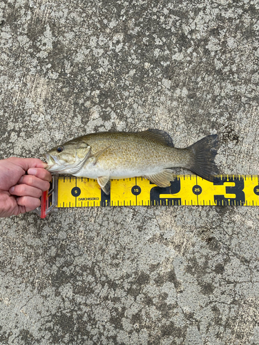 スモールマウスバスの釣果