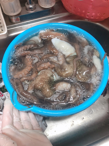 タコの釣果