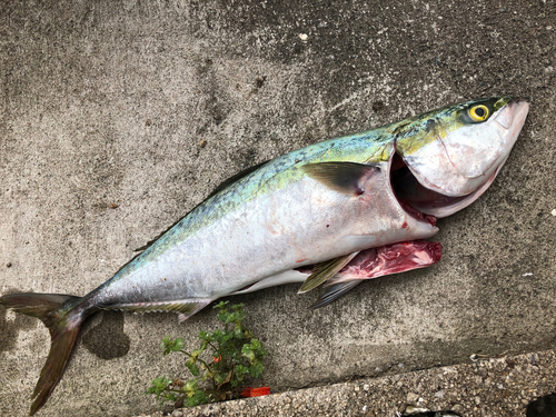 釣果