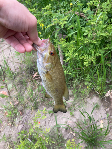 スモールマウスバスの釣果