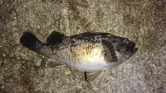 クロソイの釣果