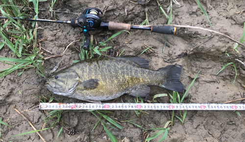 スモールマウスバスの釣果