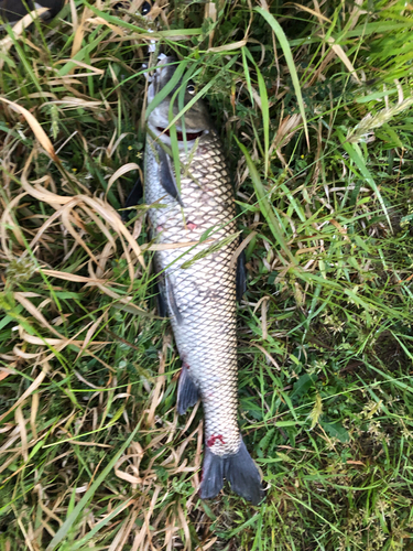 ニゴイの釣果