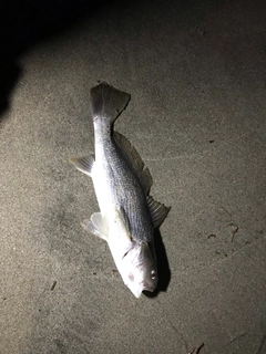 イシモチの釣果