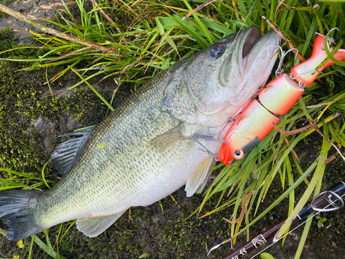 ブラックバスの釣果