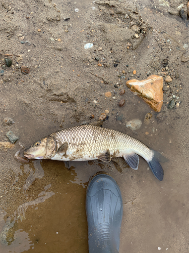 ニゴイの釣果