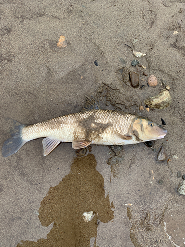 ニゴイの釣果