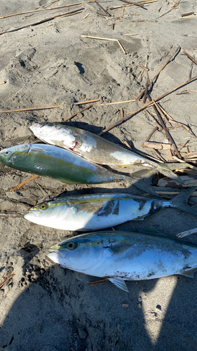 イナダの釣果