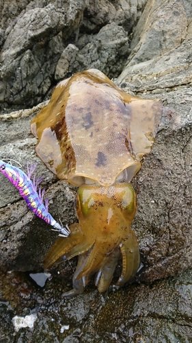 アオリイカの釣果