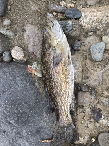 スモールマウスバスの釣果