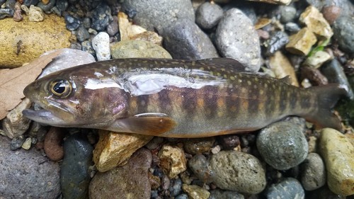 イワナの釣果