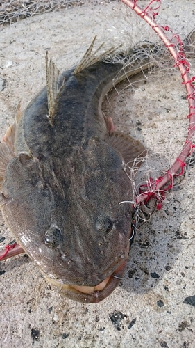 マゴチの釣果