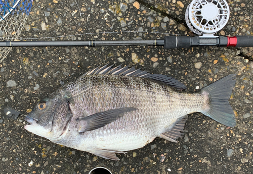 チヌの釣果