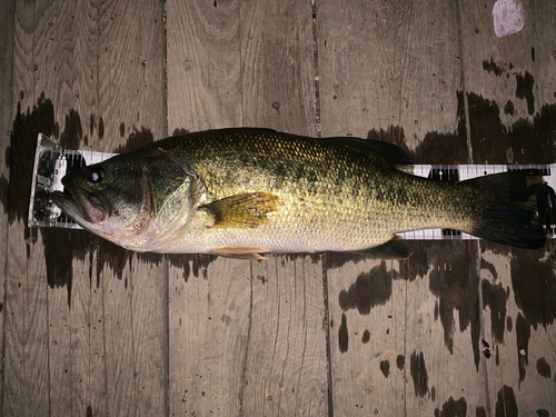 ブラックバスの釣果