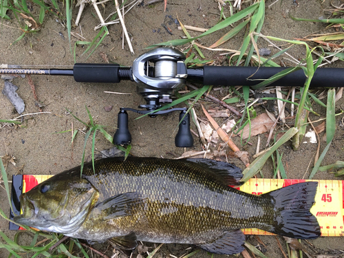 スモールマウスバスの釣果