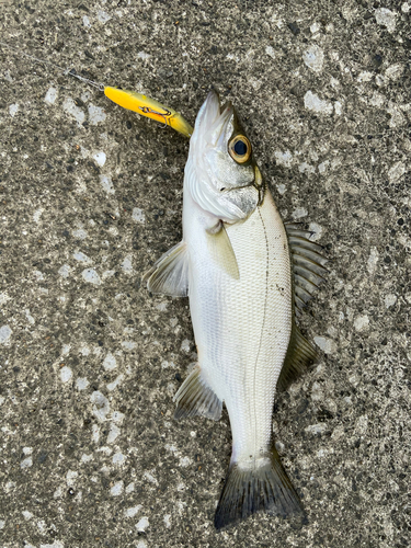 セイゴ（マルスズキ）の釣果