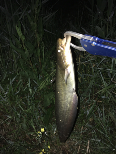 ナマズの釣果