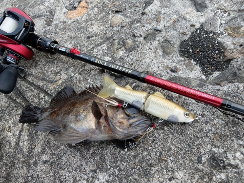 シロメバルの釣果