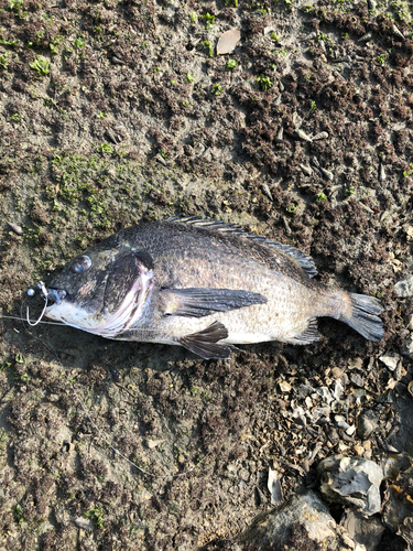 チヌの釣果