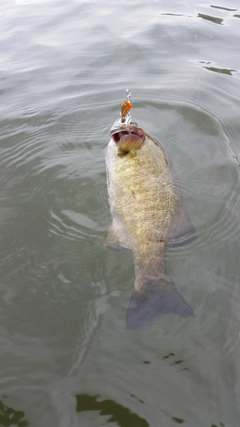 スモールマウスバスの釣果