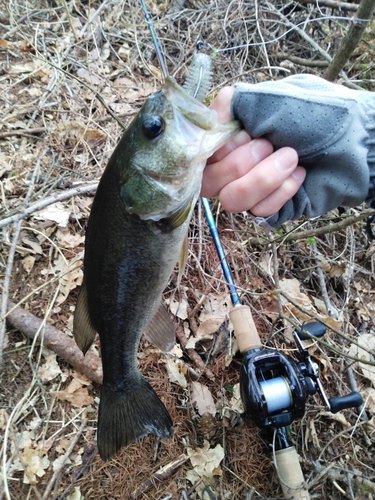 ラージマウスバスの釣果