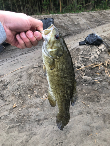 スモールマウスバスの釣果