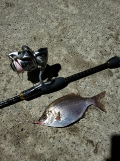 ウミタナゴの釣果