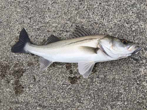 フッコ（マルスズキ）の釣果