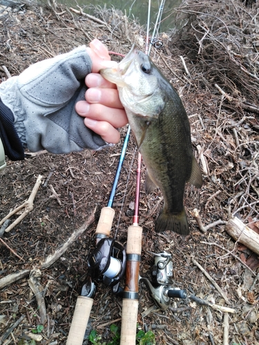 ラージマウスバスの釣果