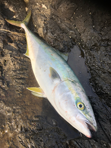 メジロの釣果