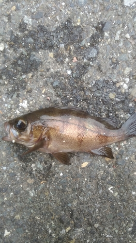 アカメバルの釣果