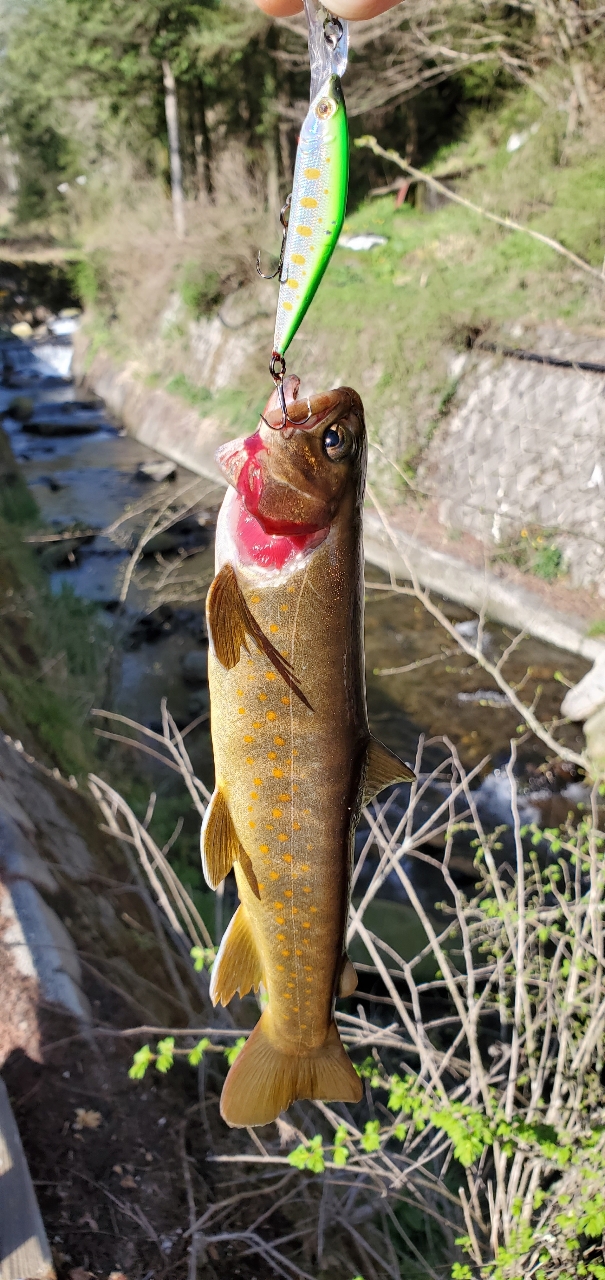 イワナ