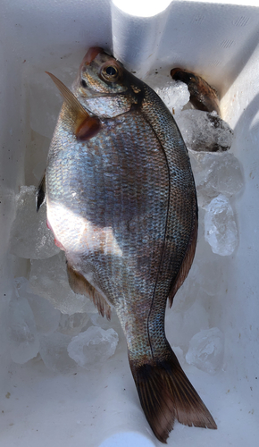 ウミタナゴの釣果