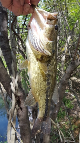 ラージマウスバスの釣果