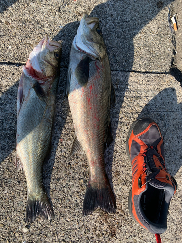 シーバスの釣果