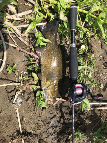 スモールマウスバスの釣果