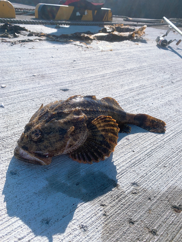 カジカの釣果