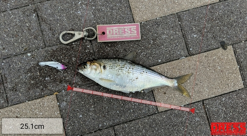 コノシロの釣果