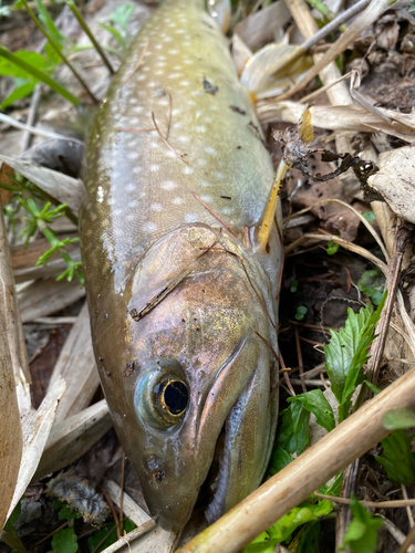 イワナの釣果